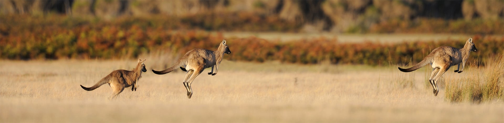kanguru vorsorge